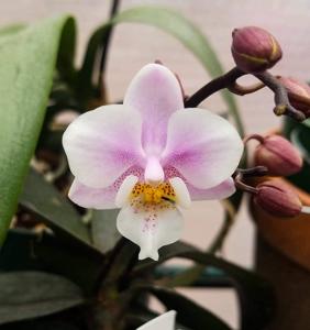 Phalaenopsis Jiaho's Pink Girl