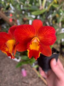Cattleya Dream Catcher