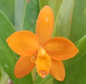 Cattleychea Orange Stardust