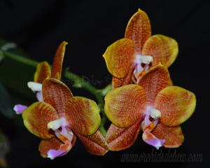 Phalaenopsis Mituo Champion King