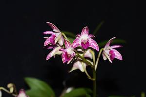 Dendrobium Tyabb