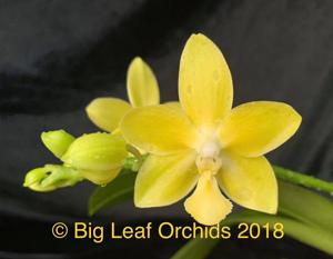 Phalaenopsis Tzu Chiang Dance