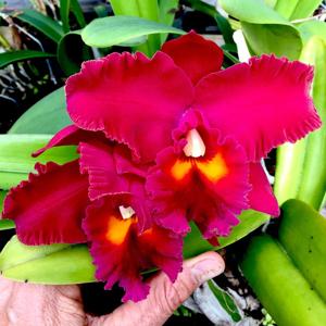 Rhyncholaeliocattleya Owen Holmes