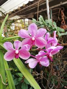 Vanda Rothschildiana