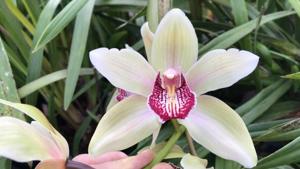 Cymbidium Palace of Angelica