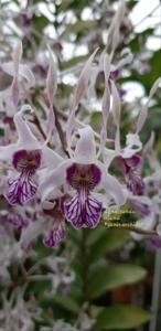 Dendrobium Sunda Islands