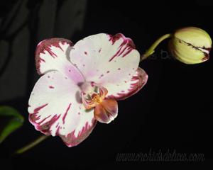 Phalaenopsis Ever Spring Prince