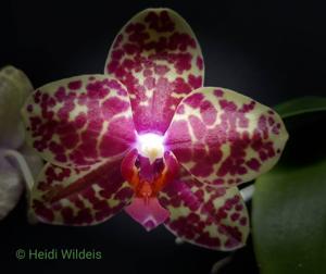 Phalaenopsis Dou-dii Rose