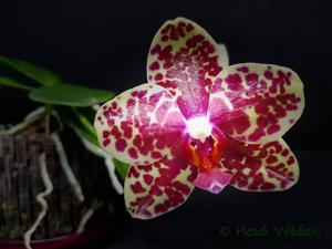 Phalaenopsis Dou-dii Rose