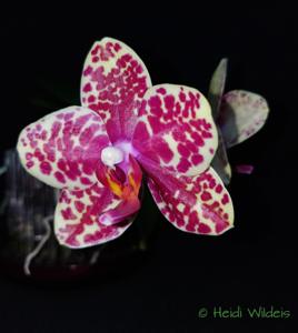 Phalaenopsis Dou-dii Rose