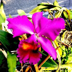 Cattleya Ike Woolley