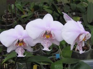 Phalaenopsis Rothschildiana