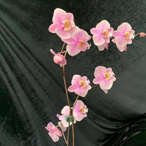 Phalaenopsis Philishill