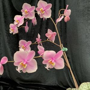 Phalaenopsis Philishill