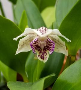 Dendrobium Keiki Chip