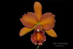 Rhyncattleanthe Li Hing Mango