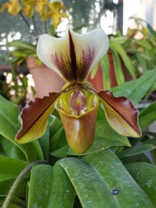 Paphiopedilum Lathamianum