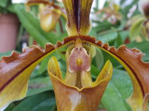 Paphiopedilum Lathamianum