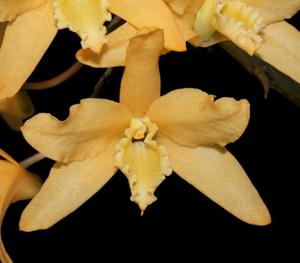 Dendrobium Uni-Scabri