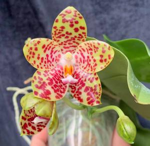 Phalaenopsis LD Giga Sir