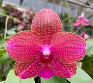 Phalaenopsis Good Son