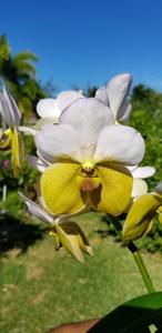 Vanda Perla del Caribe