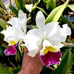 Cattleya Stephen Oliver Fouraker