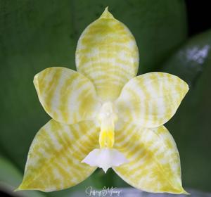 Phalaenopsis Lyndon Gold Ring