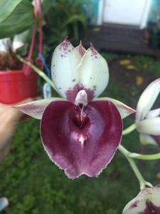 Catasetum Jeferson C. Lucas