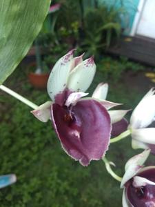 Catasetum Jeferson C. Lucas