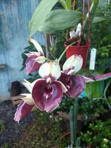 Catasetum Jeferson C. Lucas