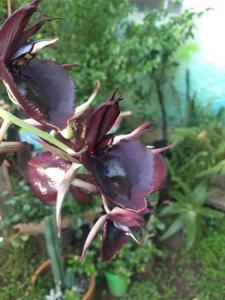 Catasetum Jeferson C. Lucas