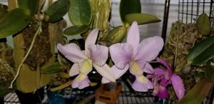 Cattleya Brazilian Jewel