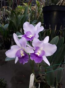 Cattlianthe Final Blue