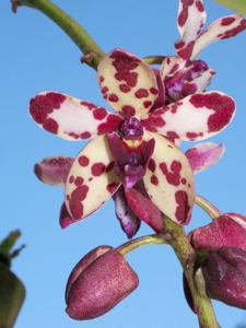 Rhynvandopsis Memoria Mary Nattrass