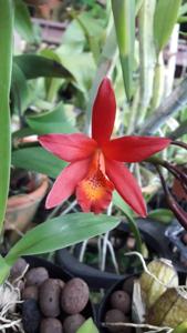 Cattlianthe Rojo
