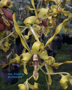 Dendrobium Kimberli