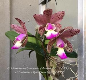 Cattleya Brabantiae