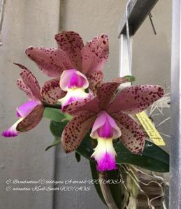 Cattleya Brabantiae