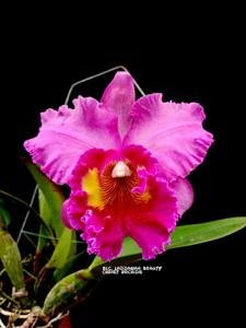 Rhyncholaeliocattleya Laddawan Beauty