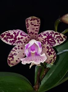 Cattleya Love Chance