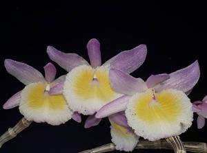 Dendrobium Jan Orinstein
