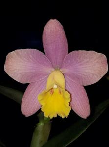 Cattleya Crystelle Smith