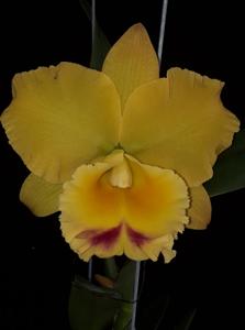 Rhyncholaeliocattleya Chomthong Delight