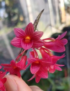 Dendrobium usitae