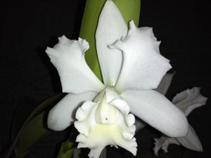 Cattleya Hawaiian Wedding Song