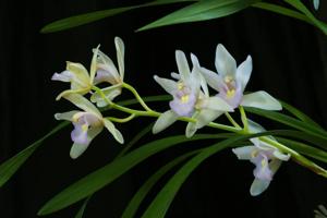 Cymbidium Sweetheart