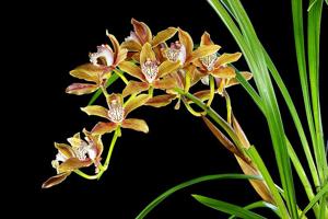 Cymbidium Bennett-Poei