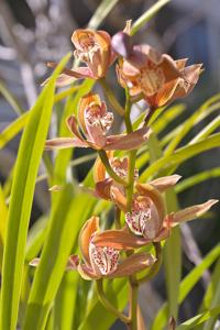 Cymbidium Bennett-Poei