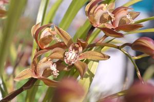 Cymbidium Bennett-Poei